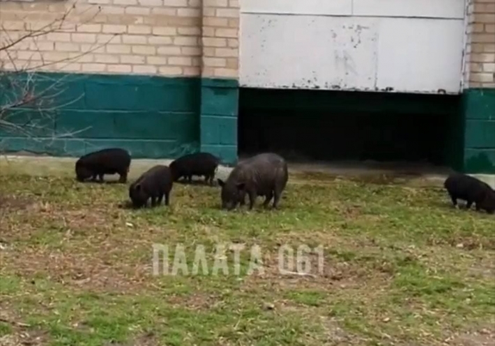 Курьезы. К жителям многоэтажек в Мелитополе пришел выводок черных свиней (видео)