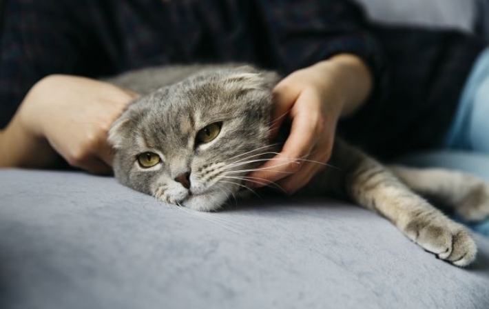 Почему коты ложатся на больное место у человека: что это значит