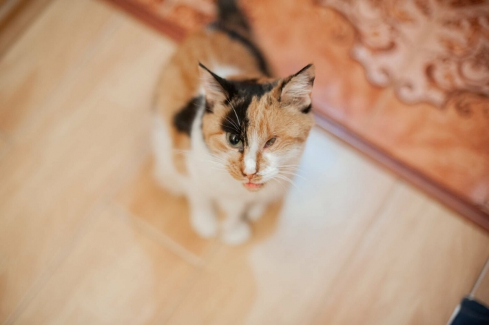 Раненая кошка из Запорожья переехала жить в Словакию (фото)