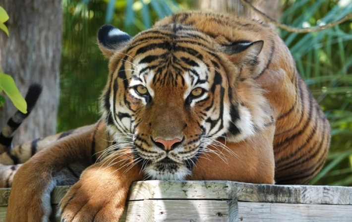 В зоопарке США убили напавшего на человека редкого тигра