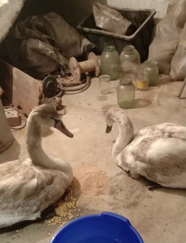 В Кирилловке местные жители спасли пару лебедей