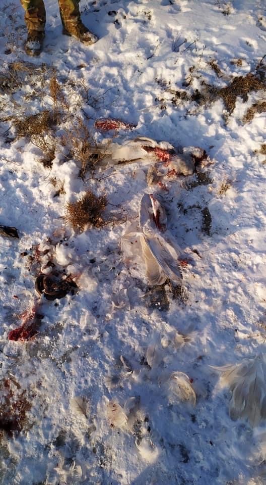 В Запорожской области расстреляли лебедей, фото 3