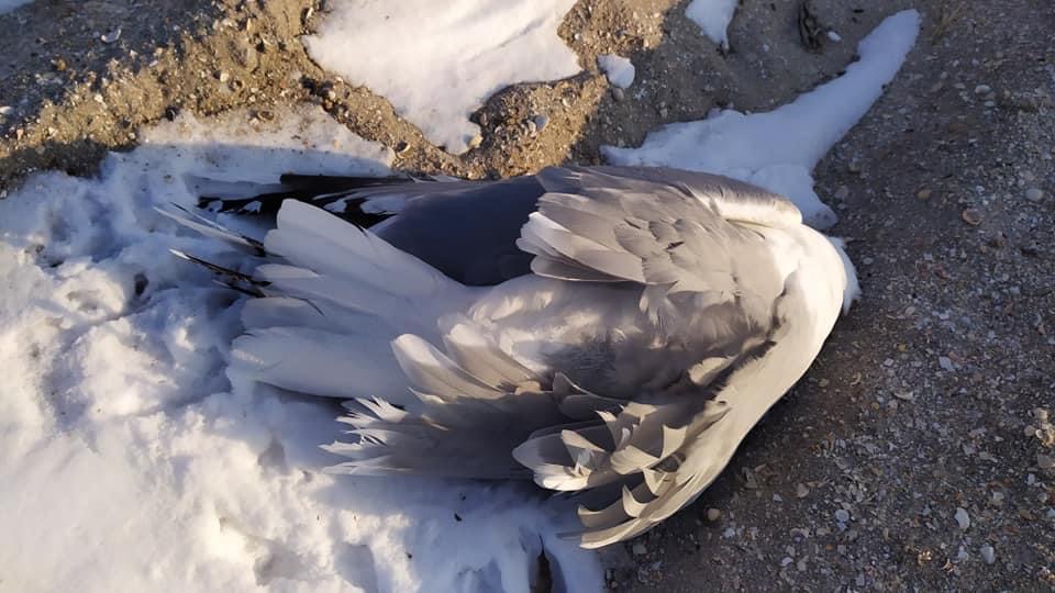 В Запорожской области расстреляли лебедей