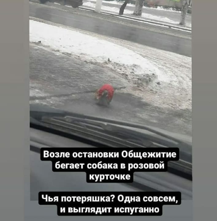 В Мелитополе потерялась собака в розовой курточке