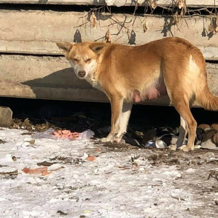 В Мелитополе восемь маленьких щенков еле пережили морозы