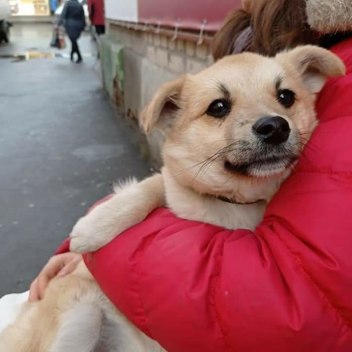 В Мелитополе вернули щенка волонтерам