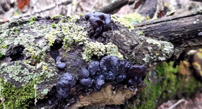В Запорожье на Хортице обнаружили странные черные грибы
