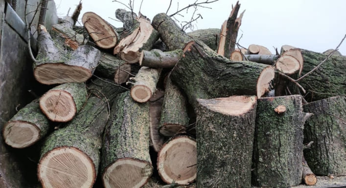 В Запорожской области с грузовиком дубовых дров задержали "черных лесорубов"