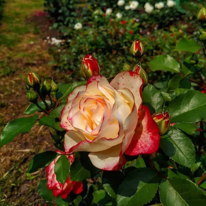 В Запорожье начался сезон цветения роз 3