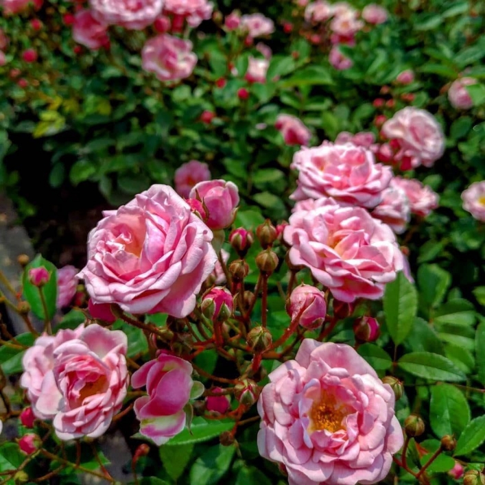 В Запорожье начался сезон цветения роз 1