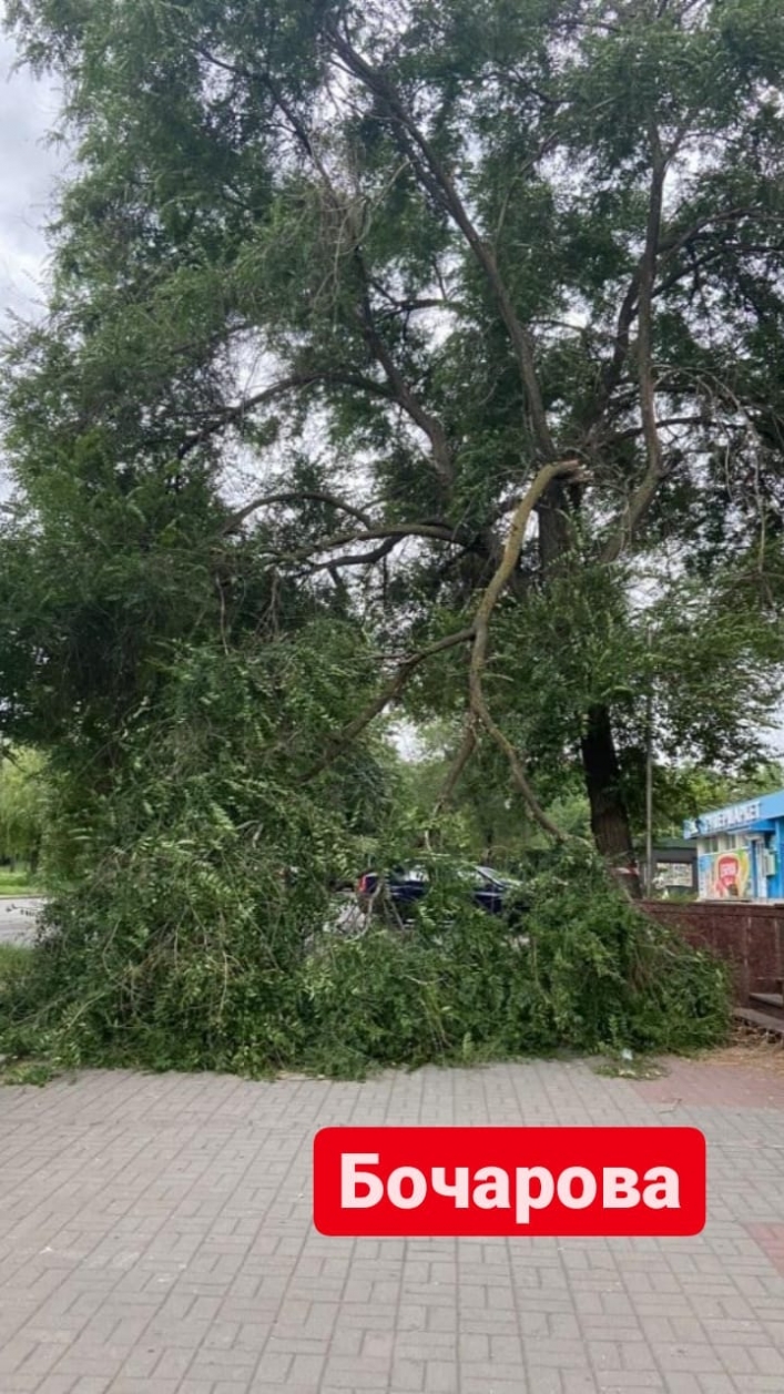 В Запорожье шторм. По всему городу падают деревья (фото, видео)