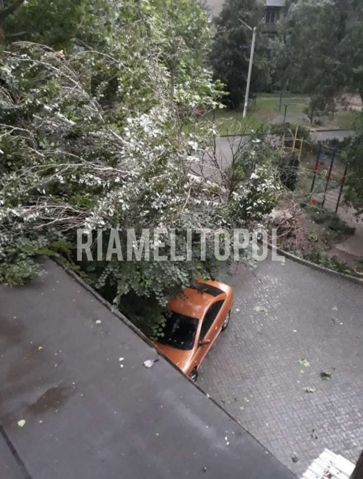 В Мелитополе тополь рухнул на кафе (фото)