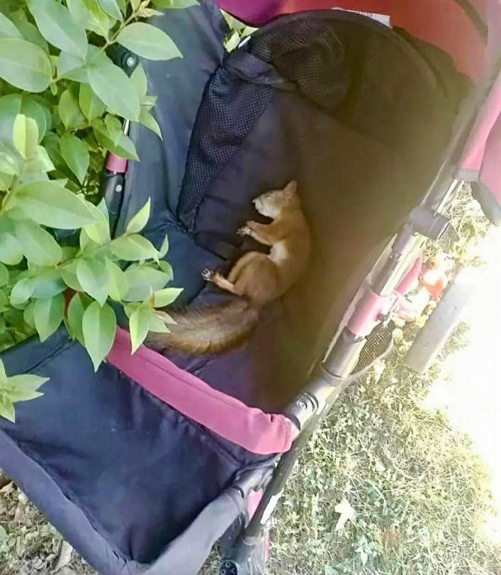 В Мелитополе в детской коляске нашли необычного "младенца"  (фото)