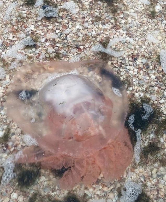 В Кирилловке заметили медуз необычного цвета (фото)