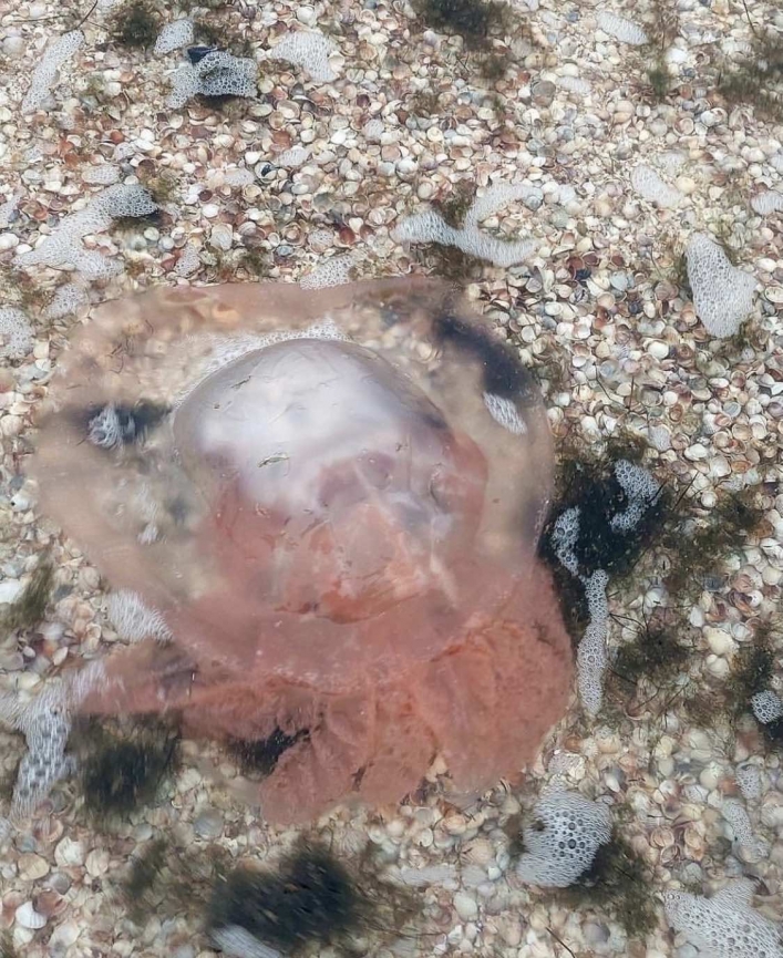 Необычные медузы 2