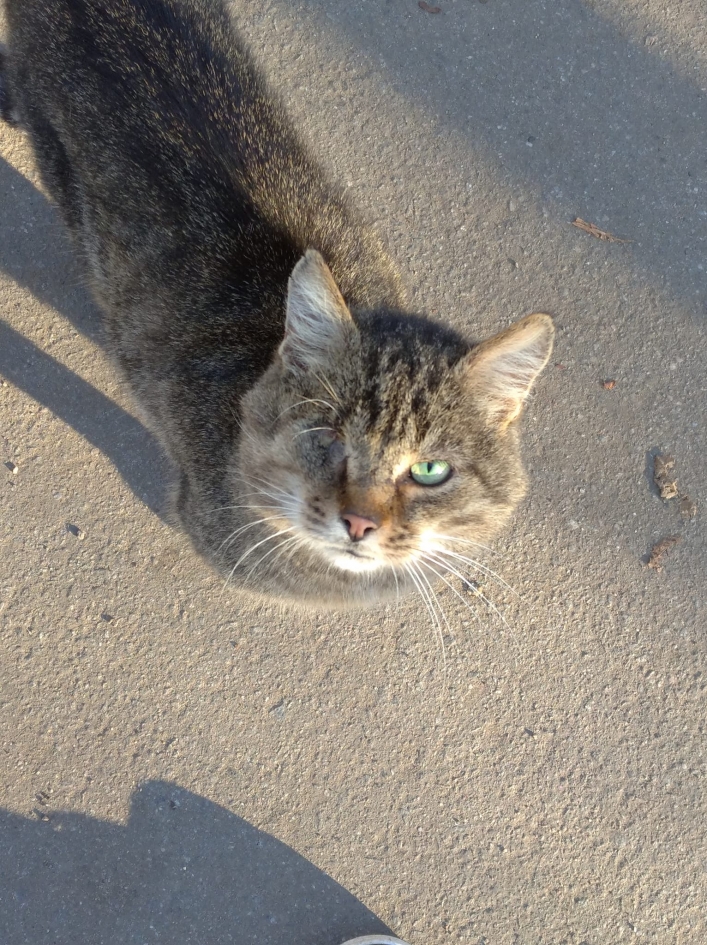 В Мелитополе нужно помощь коту без глаза со сломанным хвостом