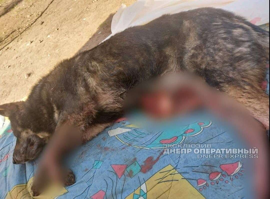 В Днепре на Тополе живодер застрелил собаку: фото 18+