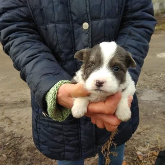 Плюсик в карму - в Мелитополе не переживет зиму крохотный щенок