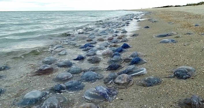 Медузы из Азовского моря сбежали 1