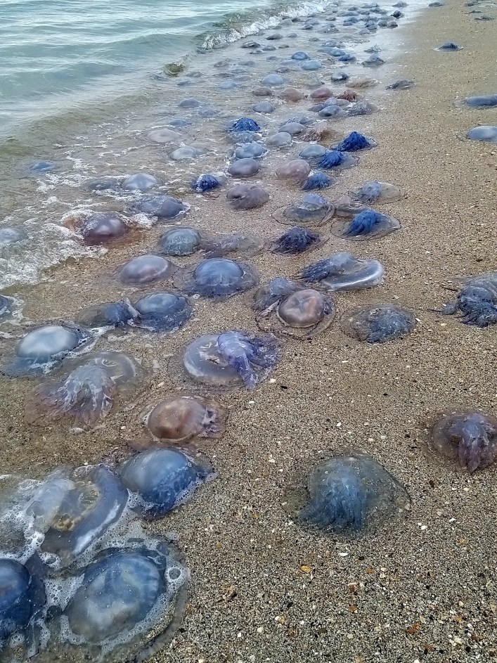Медузы из Азовского моря сбежали 