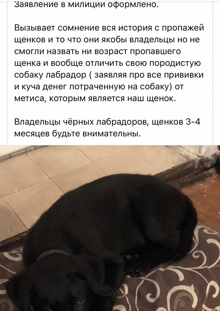 В Мелитополе средь бела дня отнимали породистую собаку у ребенка