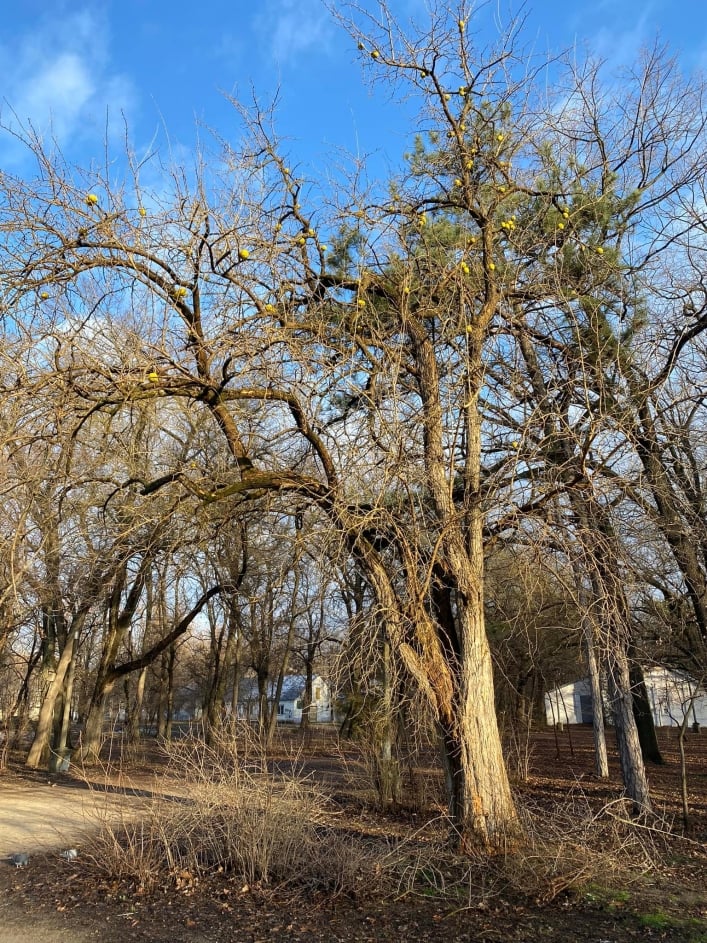 В Мелитополе в парке прохожих удивили необычные плоды на дереве