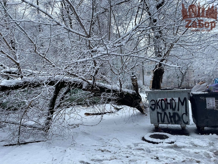В Запорожье дерево рухнуло на припаркованный автомобиль (фото)