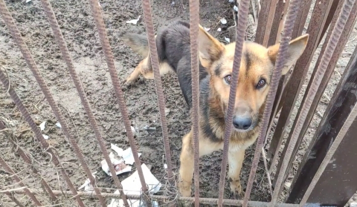 В Мелитополе хозяин частного дома морит голодом собак (видео)