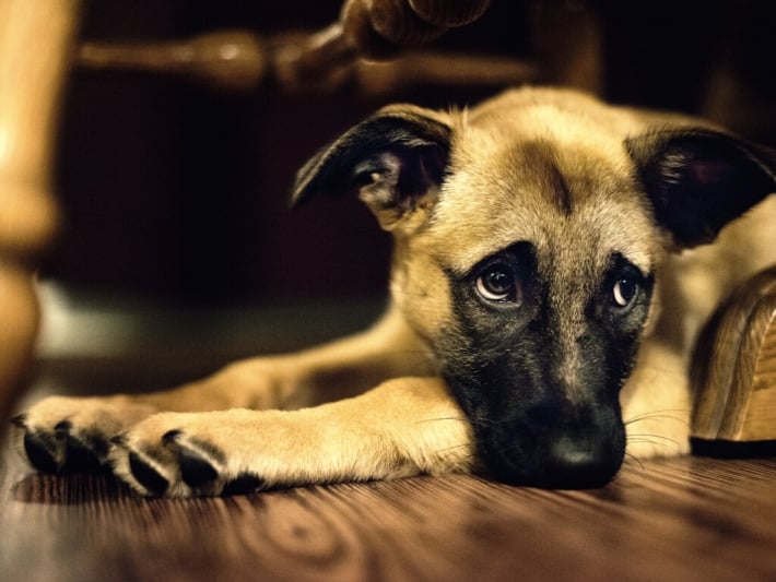 В Запорожье волонтеры третий день пытаются спасти собаку из карьера