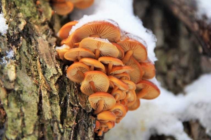 Зимняя сказка - под Мелитополем в январе собирают грибы (фото)