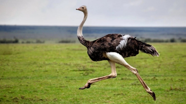 В Мелитополе страусов "выпустили на свободу" (видео)