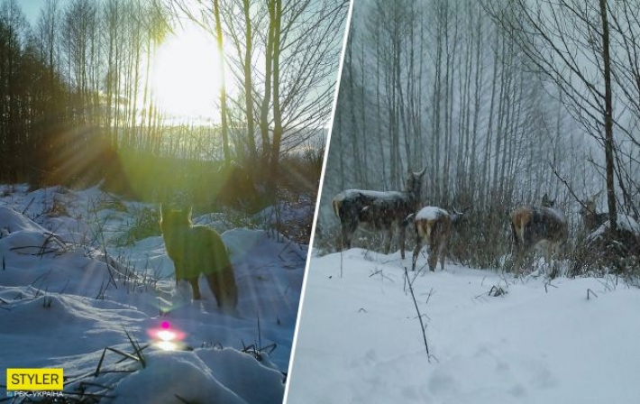 В Чернобыле показали животных, которые в заснеженном лесу вышли на поиск еды