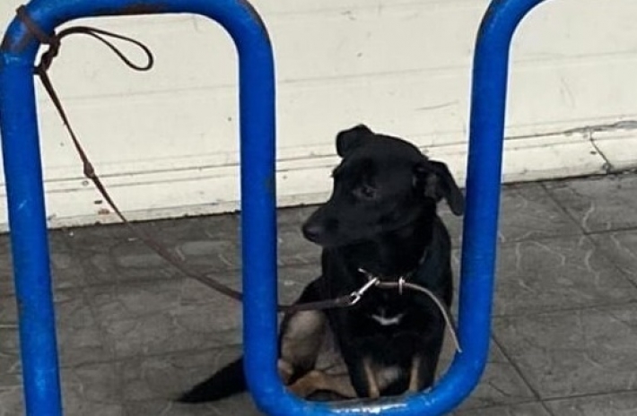 В Мелитополе возле супермаркета забыли на холоде домашнего пса (фото)