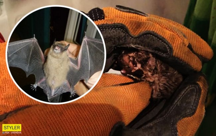В Днепре в ванной среди ночи обнаружили летучую мышь: как животное туда попало (фото)