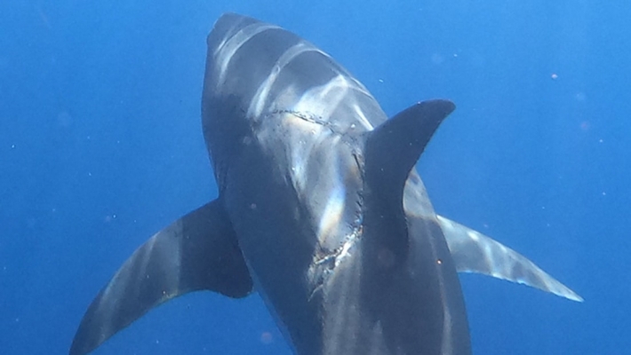 В Мексике заметили огромную акулу с необычным шрамом - фото активно обсуждают в сети