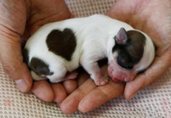 В Мелитополе под ногами у прохожих погибают новорожденные щенки