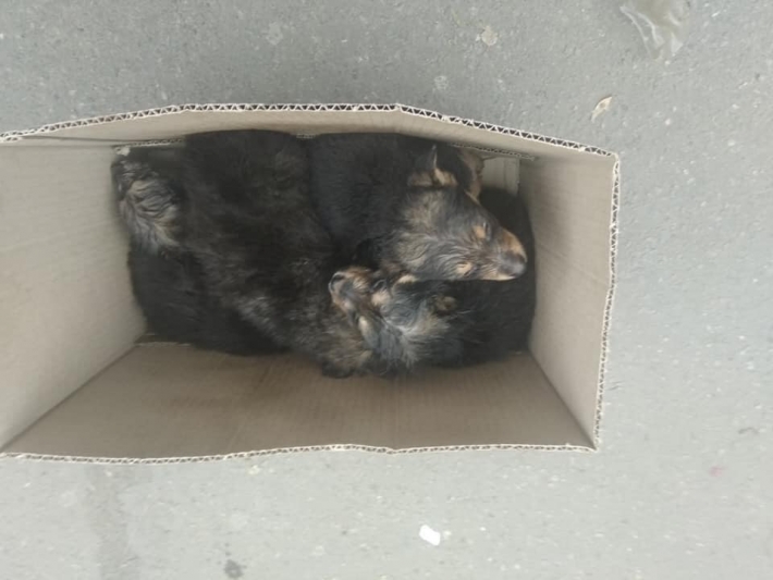В Мелитополе щенков выбросили на холод в картонной коробке (фото)