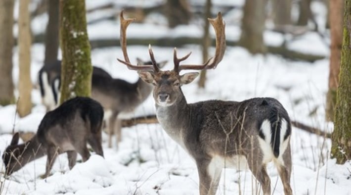 Фотограф заснял в зимнем лесу удивительную оптическую иллюзию - оленя с тремя головами