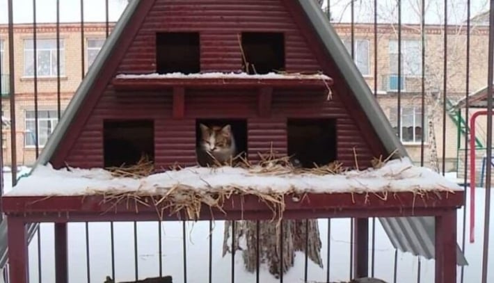 В Запорожье активисты построили общежитие для котов (видео)
