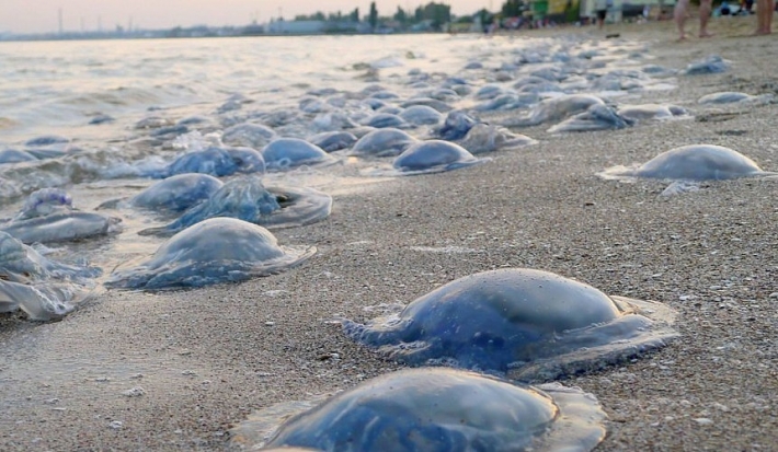 Для борьбы с медузами в Азовском море предлагают использовать воду из Каховского водохранилища