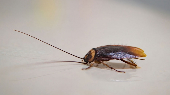 Новозеландец три дня жил с тараканом в ухе