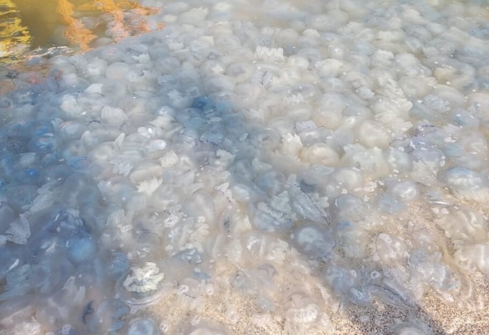 Желе из медуз в Азовском море образовалось на глубине