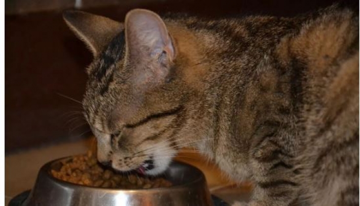 Як часто потрібно годувати кішку: скільки разів на день давати корм