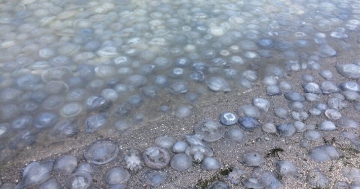 В Украине разрешили ловить медуз – как будут использовать