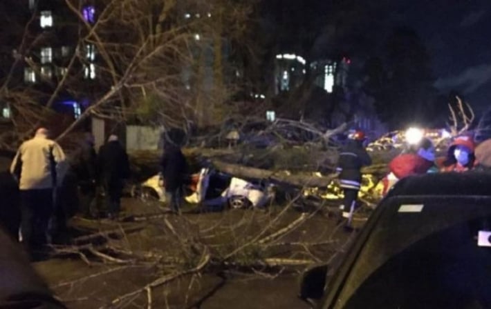 В Киеве дерево упало на автомобиль, погиб водитель