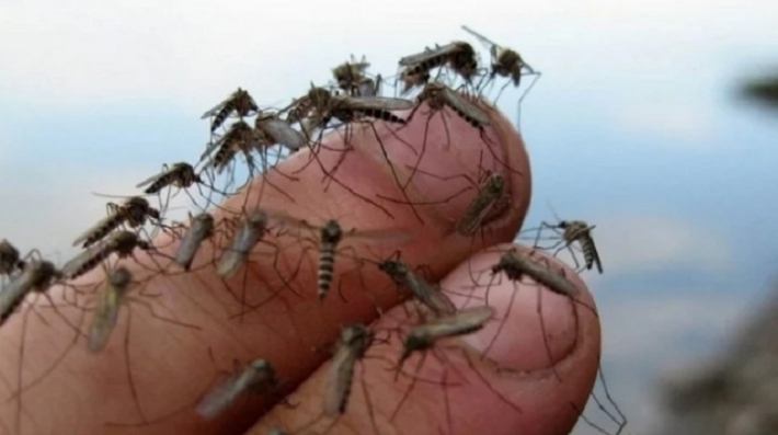 В Кирилловке власть объявила войну комарам – как бороться будут