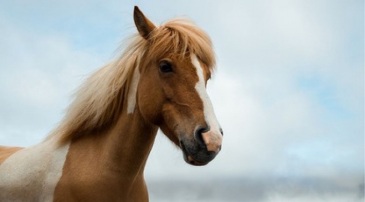 Лошадь смешно призналась, что устроила беспорядок в конюшне - это самое честное животное
