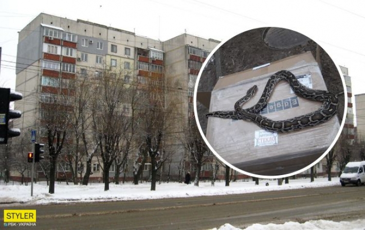 В Черновцах посреди улицы нашли настоящего питона (фото)
