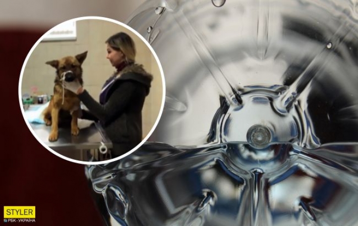 В Черновцах пес застрял на неделю в пластиковой бутылке: чем обернулась история