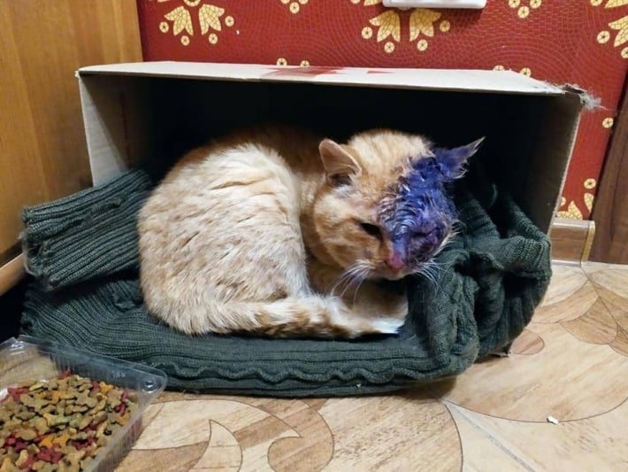 В Мелитополе рыжего кота изувечили собаки - нужна помощь (фото)